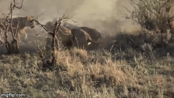 Video: Kinh hãi cảnh lợn rừng bị 