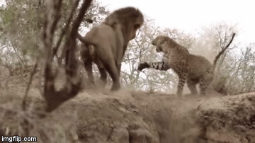 Cuộc chiến sinh tồn: Báo săn tử chiến với sư tử đực hung dữ và cái kết thảm hại