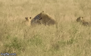 Video: Ngựa vằn tuyệt vọng để cả đàn sư tử cắn xé cho đến chết