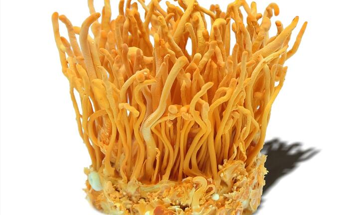 Lựa chọn đúng đông trùng hạ thảo để mang lại lợi ích cho sức khoẻ