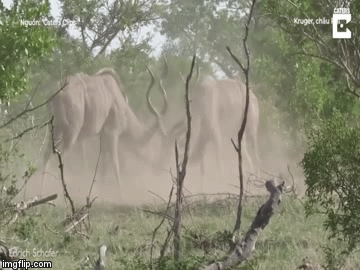 Cuộc chiến sinh tồn: Linh dương điên cuồng húc nhau, bão cát bay mịt mù