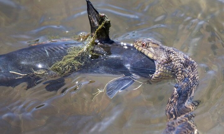 Video: Rắn nước ngoác miệng ngoạm chặt đầu cá trê đến tắc thở