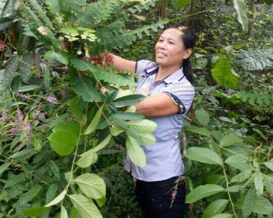 Cả làng mách nhau chữa nhức mỏi xương khớp của bà Hòa Ba Vì