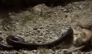 Cuộc chiến sinh tồn: Hai anh em sư tử lao vào giải cứu đồng loại bị trăn 