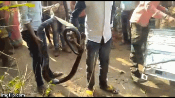 Video: Tóm gọn rắn hổ mang chúa dài 5 mét leo cây đột nhập nhà dân