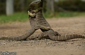 Video: Kỳ đà đánh nhau gay cấn dưới cái nóng 40°C và cái kết bất ngờ sau 60 phút