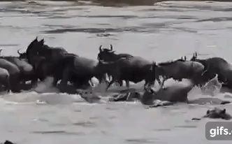 Video: 300 con cá sấu phục kích, tấn công đàn linh dương