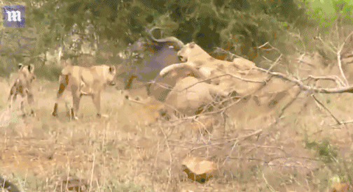 Video: Anh em sư tử nhảy cả lên lưng, triệt hạ trâu rừng trong