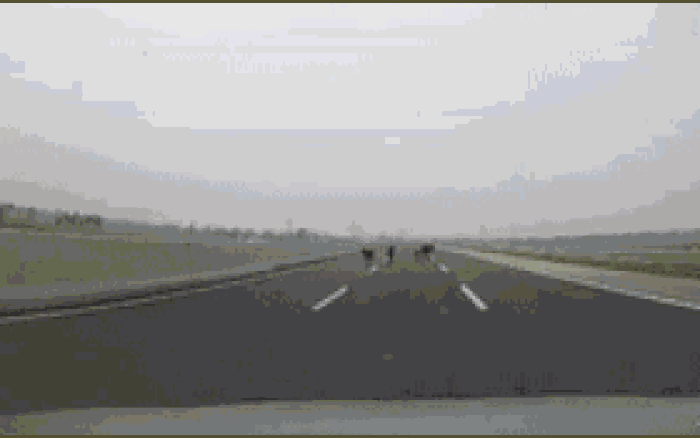 Video: Người đàn ông rượt đuổi bò trên cao tốc Hà Nội - Hải Phòng khiến tài xế thót tim