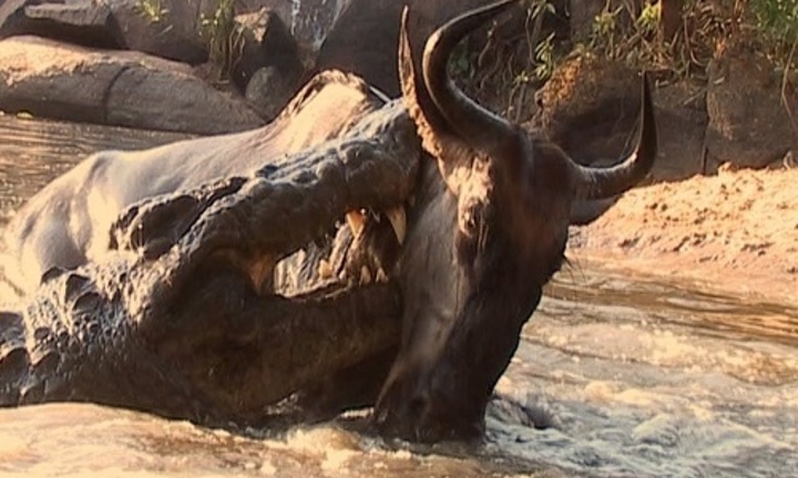 Video: Bị 300 con cá sấu phục kích bất ngờ, đàn linh dương không kịp trở tay