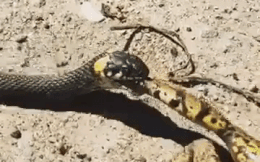 Video: Rợn người cảnh rắn chuột quằn quại nuốt chửng ếch