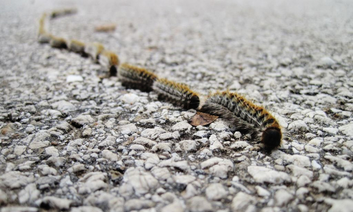 Video: Sâu bướm xếp thành hàng như một con rắn dài “diễu hành” từ trên cây xuống mặt đất