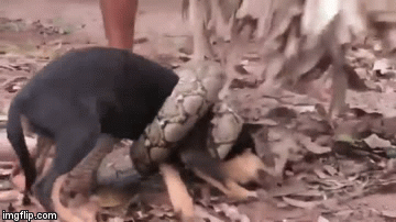 Video: Tưởng mất mạng, chú chó vẫn sống sót nhờ kiên trì chiến đấu