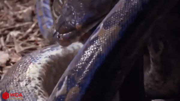 Video: Nhờ đồng loại đến cứu kịp thời, sư tử may mắn thoát chết dưới miệng trăn khổng lồ 