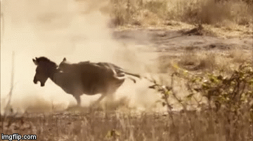 Video: Vừa thoát khỏi hàm cá sấu, ngựa vằn bị bầy sư tử xé xác không thương tiếc