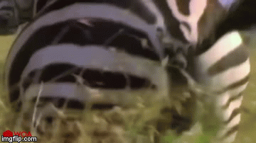 Video: Cảnh tượng đáng sợ khi sư tử xé xác ngựa vằn không thương tiếc