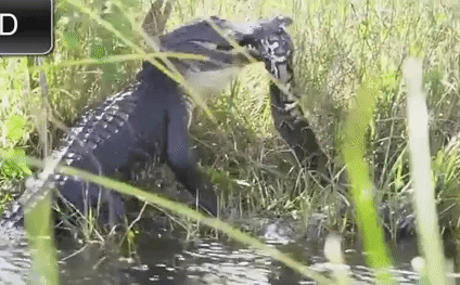 Cuộc chiến sinh tổn: Lạnh người xem cá sấu đụng độ trăn 