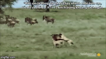 Video: Linh dương đầu bò vùng dậy húc bầy báo săn tơi tả