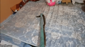 Video: Rùng mình cảnh bắt rắn hổ mang chúa trốn dưới đệm ở Thái Lan