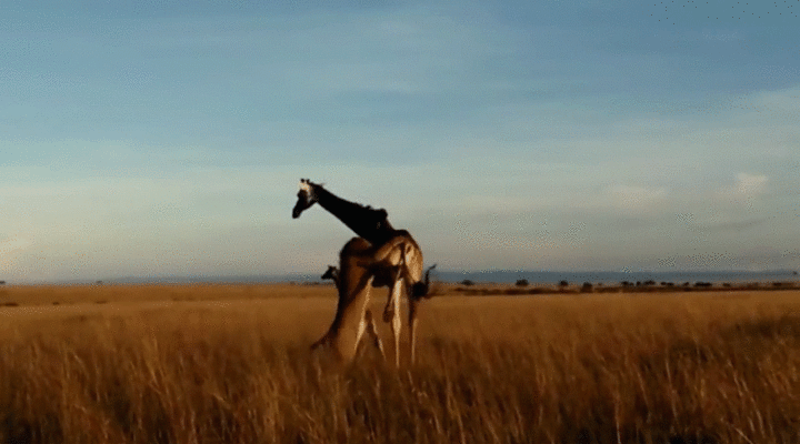 Cuộc chiến sinh tồn: Sư tử tung mình lên không, đoạt mạng hươu cao cổ trong tích tắc