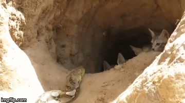 Video: Nhân vật bất ngờ giải cứu ổ mèo khỏi cuộc săn mồi của con trăn 