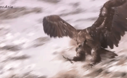 Video: Đại bàng quyết chiến kền kền giành xác thối và cái kết bất ngờ