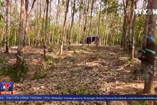 Kẻ gian liên tiếp hủy hoại tài sản của người tố cáo phá rừng