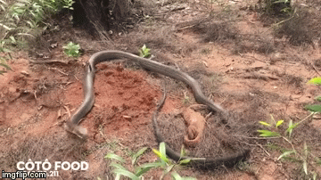 Video: Rợn người nhìn rắn hổ mang chúa 