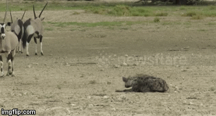 Video: Nhăm nhe tới địa bàn của linh dương uống nước, linh cẩu nếm mùi nhục nhã vì bị xua đuổi