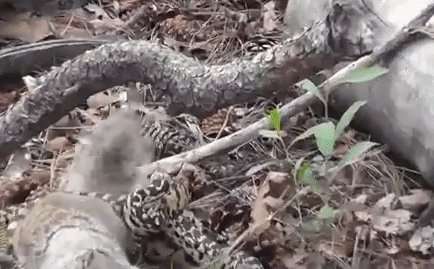 Video: Sóc liều lĩnh