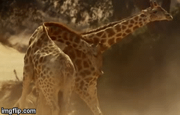 Video: Cuộc chiến không khoan nhượng giữa hai con hươu cao cổ 