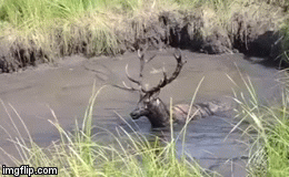 Video:Tưởng bỏ mạng dưới đầm lầy, nai bất ngờ được 4 người đàn ông giải cứu