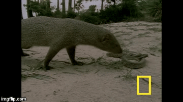 Video: Cầy mangut tung cú knock out cực đỉnh, kết liễu rắn hổ mang