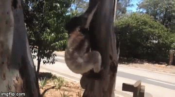 Cuộc chiến sinh tồn: 2 con Koala đánh nhau kịch liệt trên cây