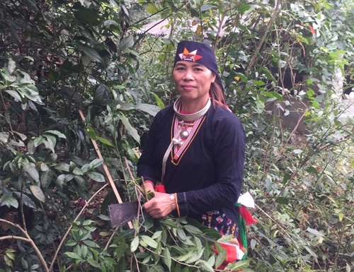 Mách nhau về bài thuốc chữa bệnh đau nhức xương khớp của người dân tộc