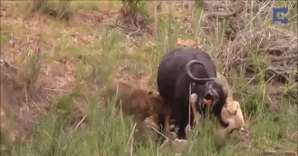 Video: Trâu rừng đơn độc chiến đấu với bầy sư tử hung dữ và cái kết hãi hùng