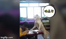 Video: Ông bố huấn luyện chó cưng canh con gái học bài gây sốt 