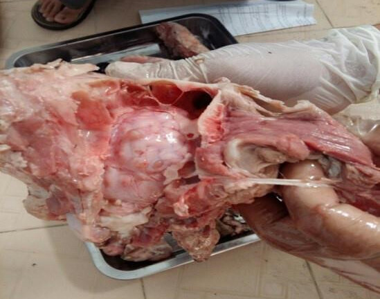 Vụ trường mầm non Bắc Ninh bị tố dùng thịt nhiễm sán: Cơ sở còn cung cấp thực phẩm cho 18 trường khác