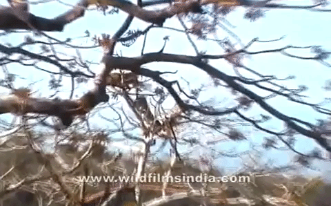 Video: Màn 