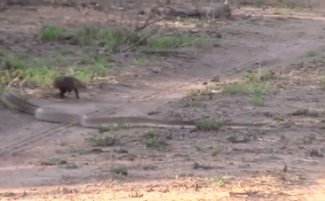 Video: Đụng độ kẻ thù số 1, rắn độc bất ngờ thoát khỏi tay cầy Mangut