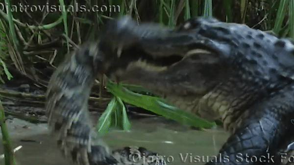 Video: Lạc vào ổ cá sấu, rắn chuông 