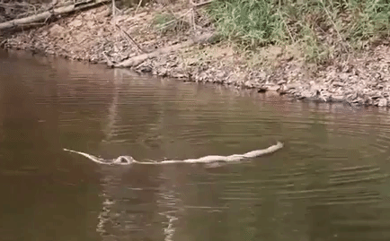 Cuộc sống sinh tồn: Hổ mang chúa kết liễu rắn chuột bằng