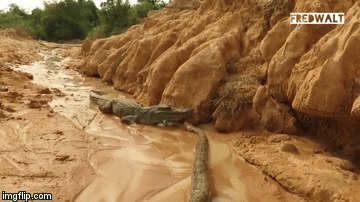 Video: Cá sấu tung đòn hiểm cắn chặt đầu trăn khổng lồ trong trận tử chiến