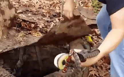 Video: Kinh hãi cảnh người đàn ông tay không cầm cả chục con rắn như mớ dây thừng