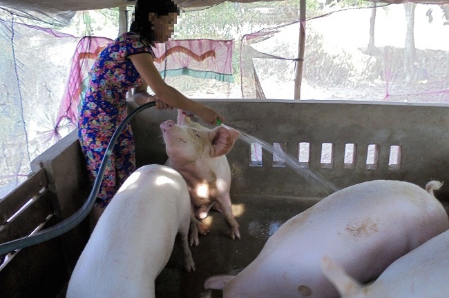 Cà Mau: Xuất hiện ổ dịch lở mồm long móng trên lợn tại một lò giết mổ