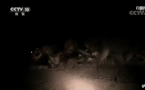 Video: Lạnh người cảnh bầy sư tử điên cuồng lao tới cắn xé vị vua 