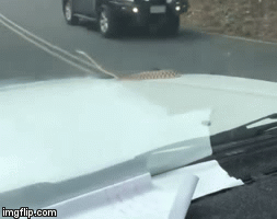 Video: Tài xế ôtô