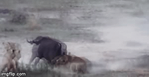 Video: Bị 4 con sư tử cắn xé, trâu rừng thoát chết ngoạn mục ở phút chót