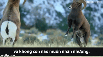 Video: Cừu sừng lớn húc vỡ sọ đối phương để giành quyền giao phối