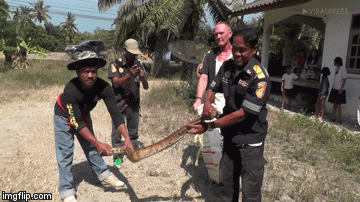 Video: Rùng mình phát hiện 11 con rắn hổ mang trú ẩn trong nhà